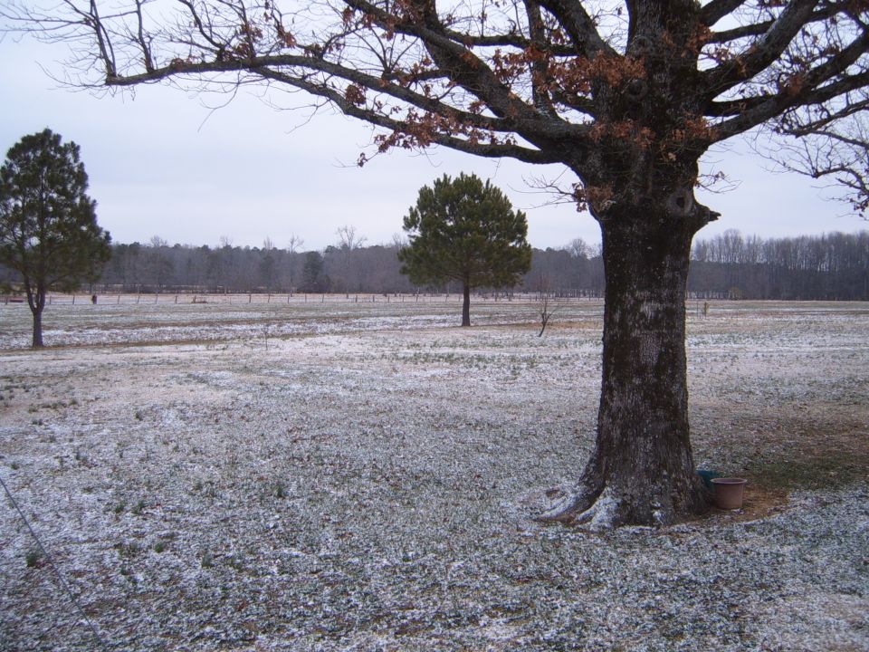 Bare tree branches over a field with light snow cover. Another evergreen tree stands in the distance