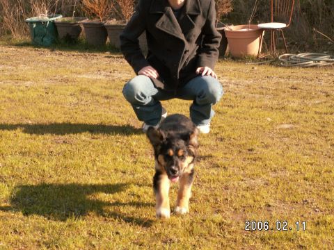 1991 Ford Explorer - A dog runs towards the camera on a grassy field with a person in the background.
