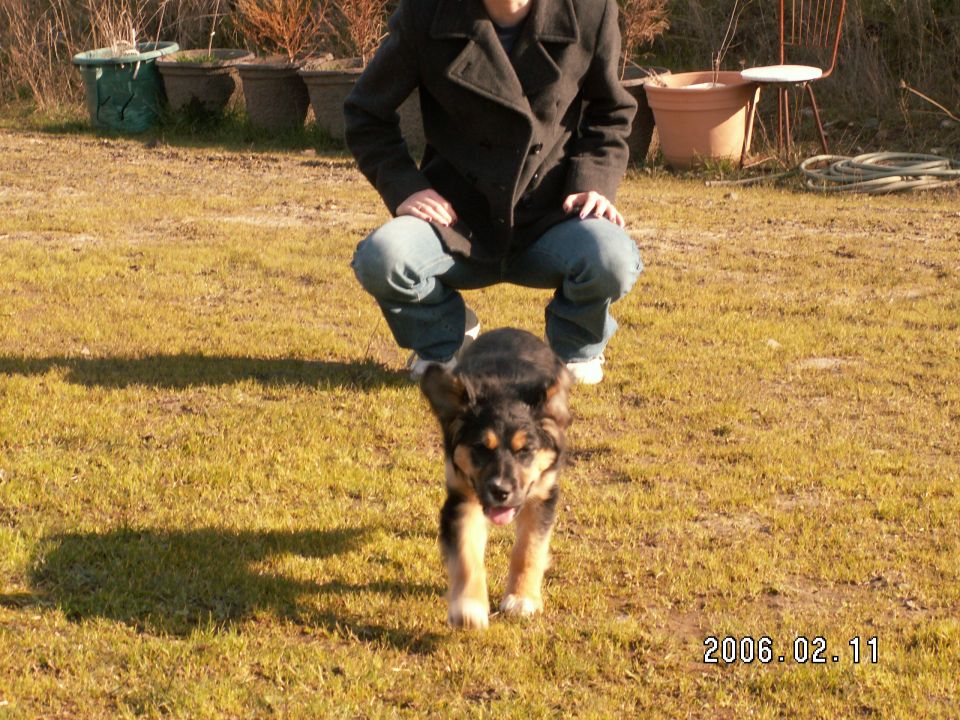 Dog running on grass with a person crouching behind it