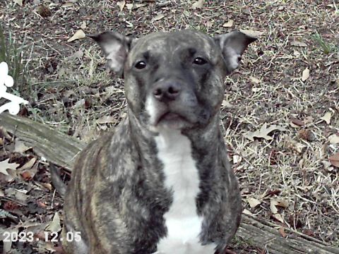 1988 Ford Bronco - A brindle pit bull dog with a white chest sits outdoors on a patch of dry grass and leaves.