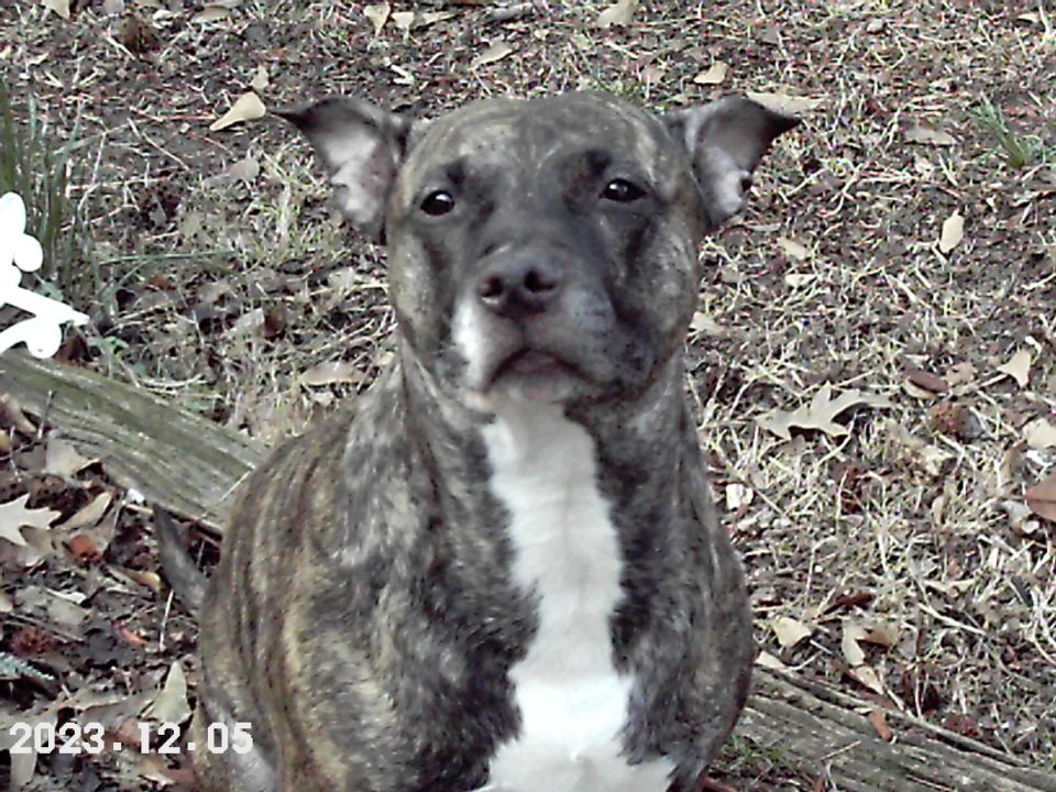 Brindle pit bull dog sitting outside on the ground