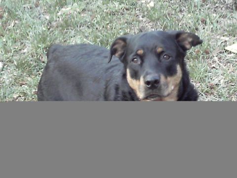1988 Ford Bronco - A dog rests on the grass, with a watermark for Supermotors.net visible.