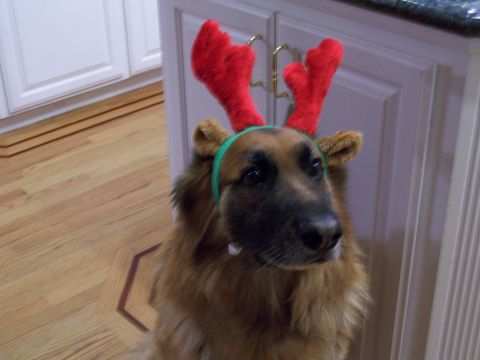 1991 Ford Bronco - A dog wears reindeer antlers indoors, with kitchen cabinets in the background.
