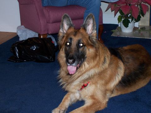1991 Ford Bronco - A German Shepherd dog rests indoors near furniture and a trash bag.