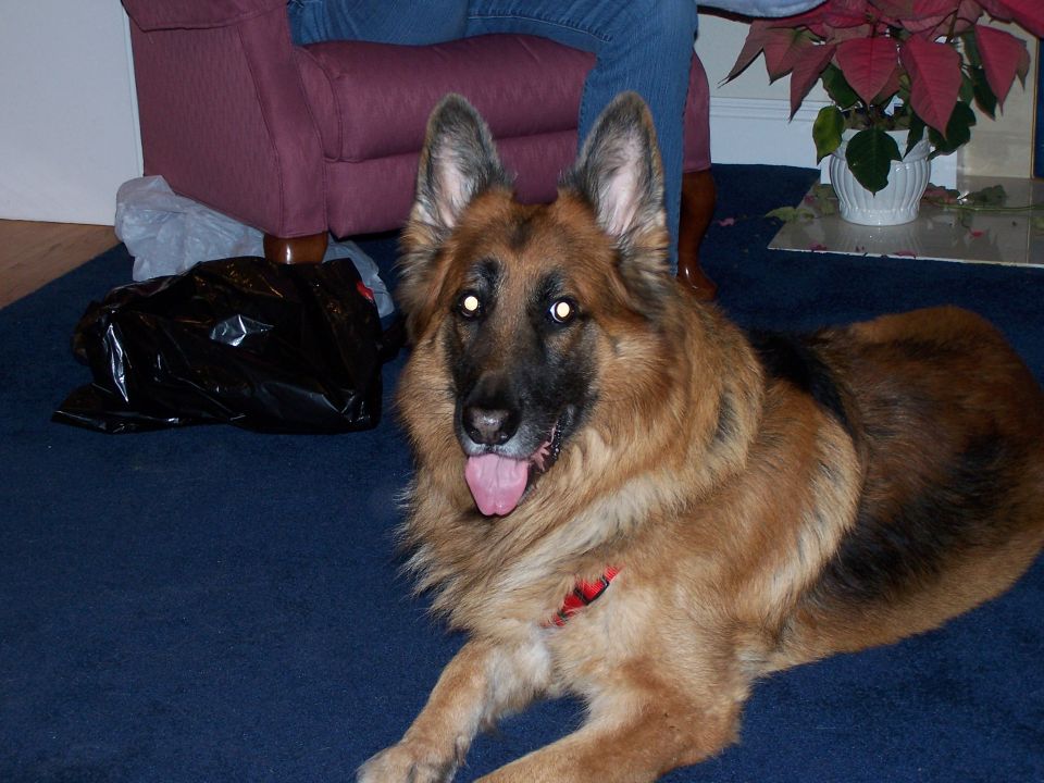 German Shepherd dog lying on a blue carpet next to a burgundy armchair and a black trash bag