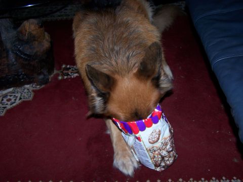 1991 Ford Bronco - A dog is seen with its head inside a bag of cookies.