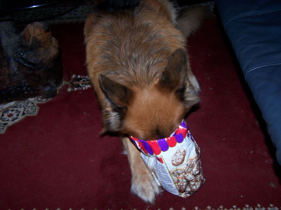 Dog with head in cookie bag