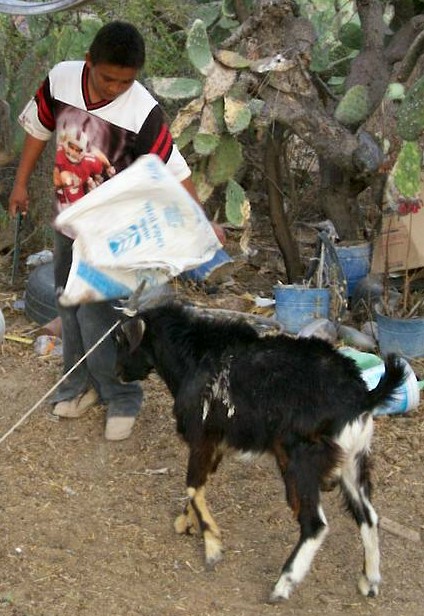 1993 Ford Bronco - Calito training with a goat for a bullfighting career