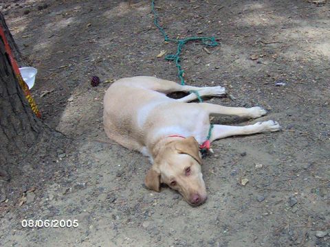 1996 Ford Mustang - A dog rests on the ground, tied with a rope near a tree.