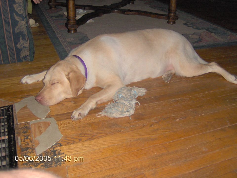 Yellow lab sleeping on wooden floor with purple collar and toy