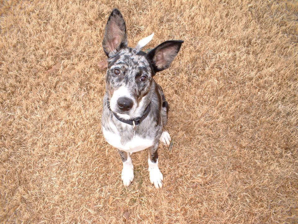 Merle dog with big ears sitting on dry grass looking up at the camera