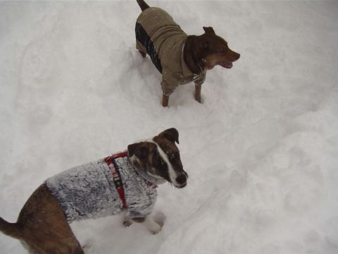 2000 Dodge Durango - Two dogs are playing in the snow, both wearing winter coats.