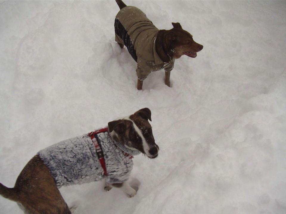 Two dogs wearing winter coats stand in deep snow
