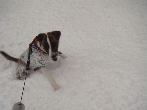 2000 Dodge Durango - A dog is enjoying a snowy day, partially submerged in the snow.