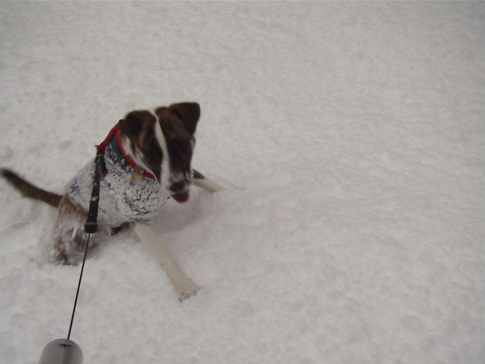 Dog wearing a coat is playing in deep snow