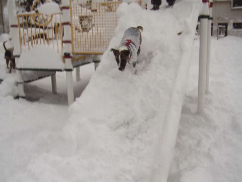 2000 Dodge Durango - A dog enjoys a snowy day by sliding down a playground slide.