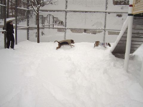 2000 Dodge Durango - Two dogs romp in a snow-covered enclosure while a person stands by the fence.