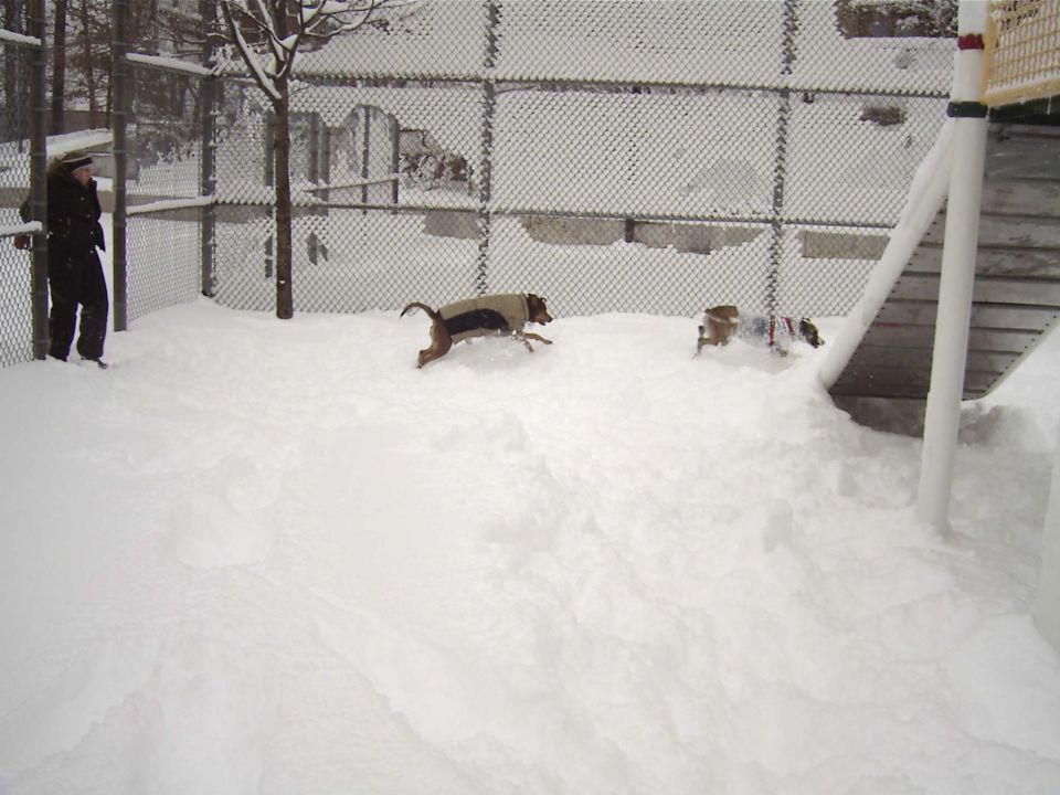 Dogs playing in a fenced snowy area with a person watching