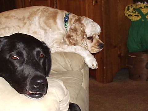 1996 Ford Bronco - Two dogs relax on a couch in a room with wood paneling.