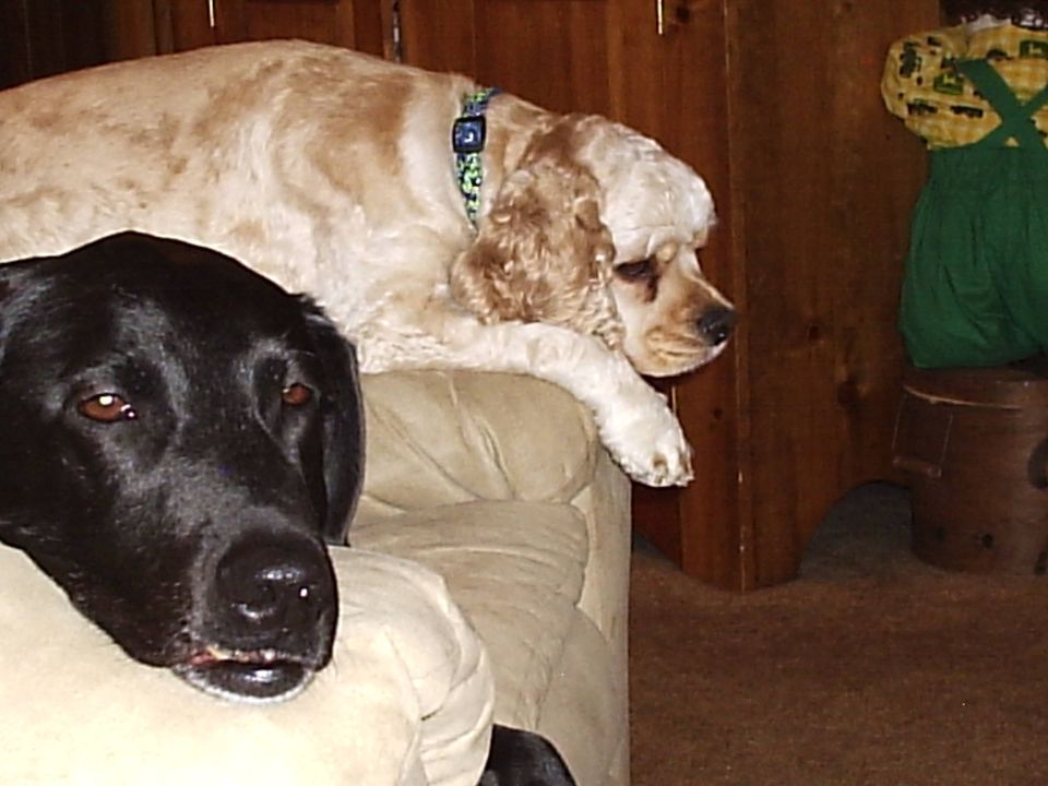 Black Labrador and a tan Cocker Spaniel resting on a beige couch, with a wooden wall behind them