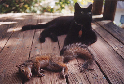 1991 Ford Bronco - A black cat rests on a wooden deck, with a squirrel lying nearby.