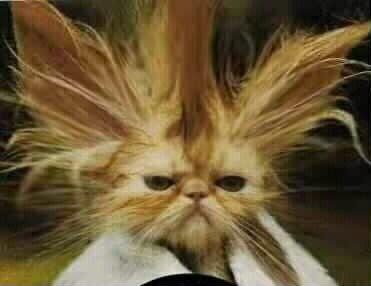 1991 Ford Bronco - A cat appears to have had a very bad hair day, with its fur standing on end.