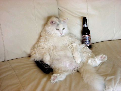 1991 Ford Bronco - A cat appears to be relaxing on a couch with a remote control and a bottle of beer nearby.