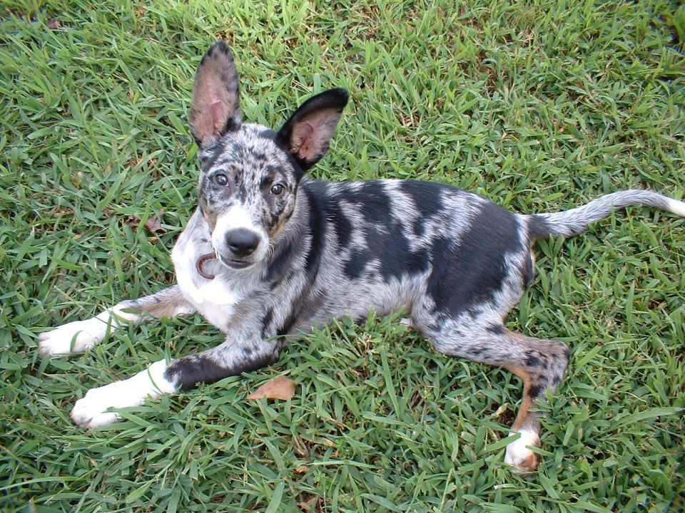 Merle-coated dog with big ears lying on grass