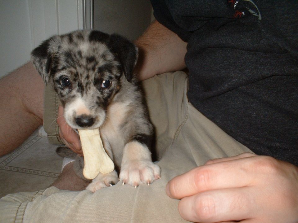 Merle puppy chewing a bone treat while held on a person's lap in khakis