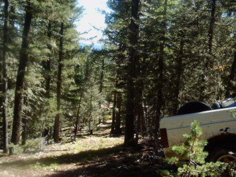 1991 Ford Bronco - A white SUV is partially visible in a wooded area, with a spare tire mounted on the rear.