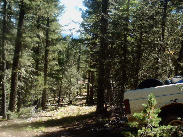 Rear view of a white SUV parked in a forest