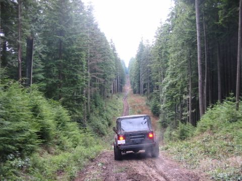 1985 Ford F-150 - A black Jeep Wrangler navigates a muddy dirt road surrounded by tall evergreen trees.