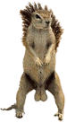 1992 Ford Probe - A ground squirrel stands on its hind legs, looking alert.