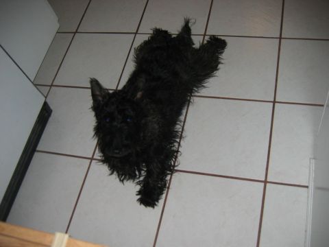 1985 Ford LTD Crown Victoria - A black Scottish Terrier is lying down on a white tiled floor.