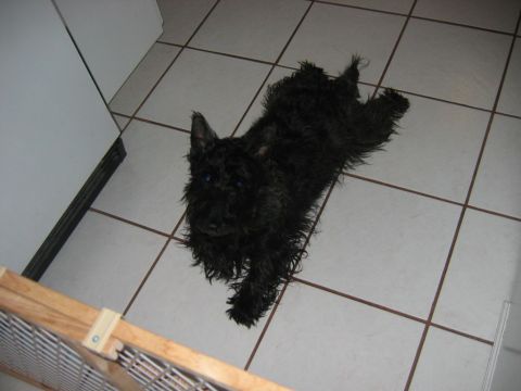 1985 Ford LTD Crown Victoria - A black scottish terrier is lying down on a tiled floor, looking towards the camera.