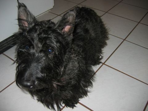 1985 Ford LTD Crown Victoria - A Scottish Terrier dog with dark fur and alert eyes sits on a tiled floor.