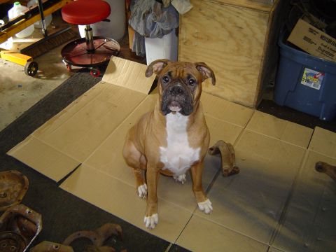 1989 Ford Bronco - A Boxer dog sits patiently on a cardboard mat in a cluttered garage environment.