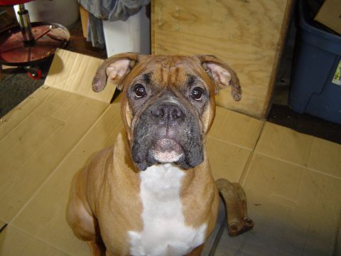 1989 Ford Bronco - A boxer dog sits on cardboard in a garage, looking at the camera.
