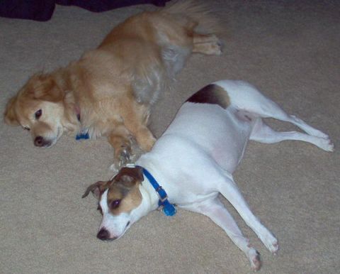 1996 Ford Probe - Two dogs are resting on a carpeted floor, one golden retriever and one terrier mix.