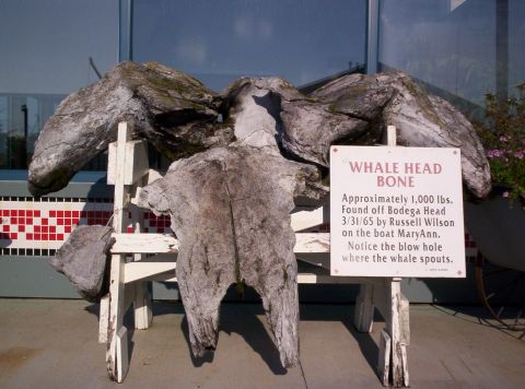 1970 Mercury Cougar - A whale head bone is displayed on a white wooden stand, accompanied by a sign detailing its origin and discovery.