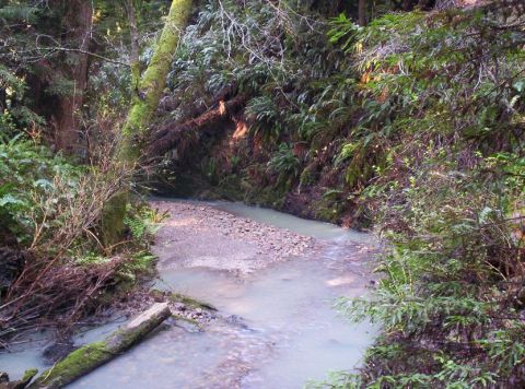 1989 Ford Bronco - A shallow stream flows through a wooded area with ferns and fallen logs.