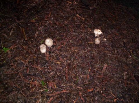 1989 Ford Bronco - Several puffball mushrooms are visible on the forest floor, surrounded by fallen pine needles.
