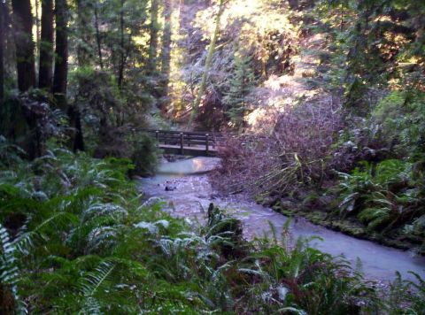 1989 Ford Bronco - A tranquil forest scene with a stream flowing under a wooden bridge, surrounded by lush greenery and tall trees.