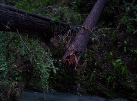 1989 Ford Bronco - Fallen trees and dense foliage obscure a wooded hillside, with a body of water visible at the bottom.