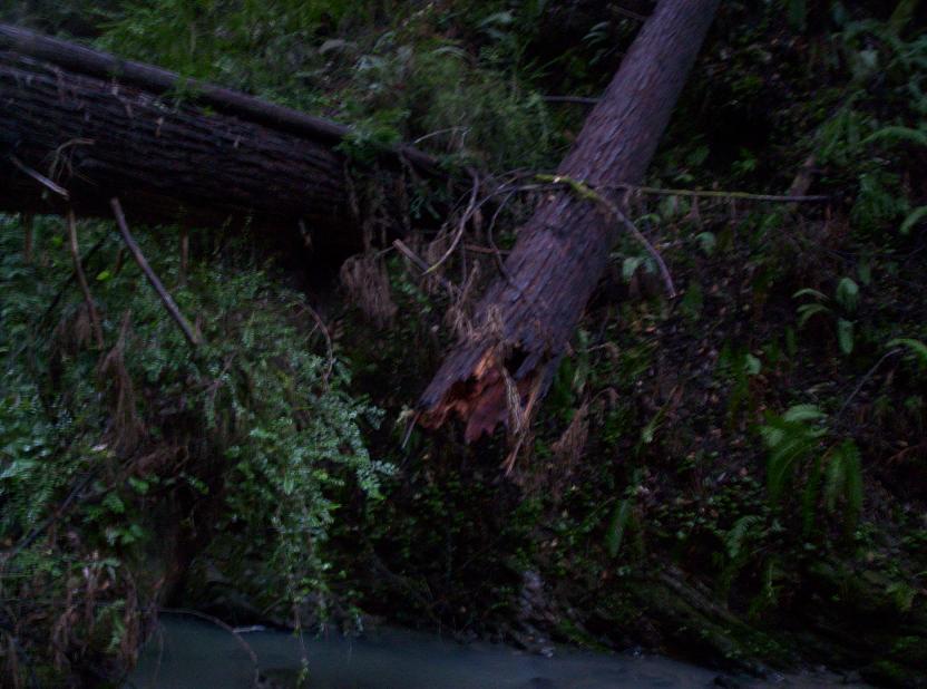 Fallen trees and dense green foliage cover a wooded hillside next to a body of water