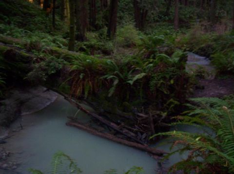 1989 Ford Bronco - A forest scene a fallen redwood tree spanning a calm stream, with lush ferns and towering trees in the background.