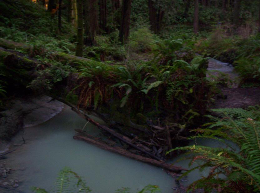 Forest scene with fallen tree across a stream, surrounded by ferns and redwoods