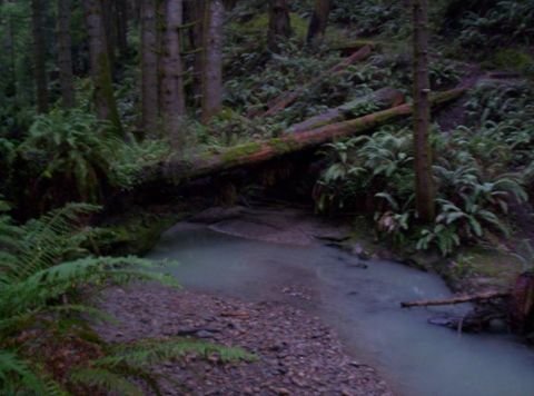1989 Ford Bronco - A forest scene with a stream and a fallen log across it.