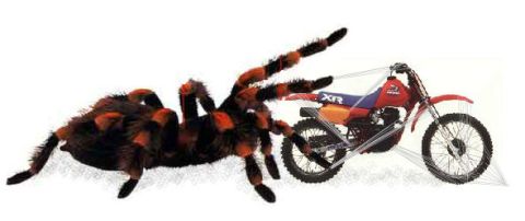 2002 Ford Crown Victoria - A large tarantula is positioned beside a dirt bike, with a Supermotors logo in the corner.