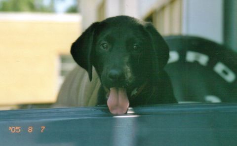 1986 Ford Bronco - Puppy in the back of a truck, with a date stamp of '05 8 7.